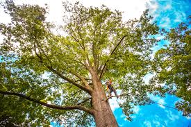 Best Firewood Processing and Delivery  in Irondale, GA