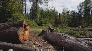 Best Tree Maintenance Programs  in Irondale, GA