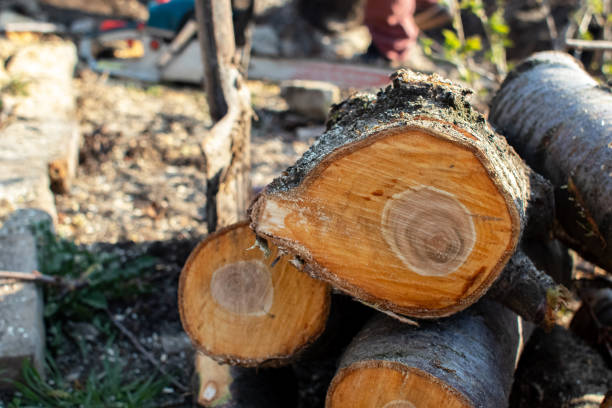 How Our Tree Care Process Works  in  Irondale, GA