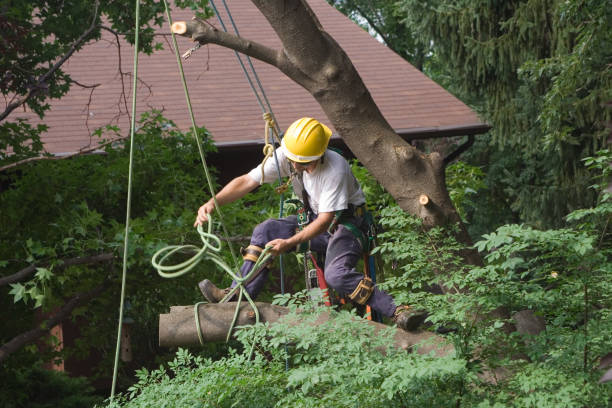 Best Tree and Shrub Care  in Irondale, GA