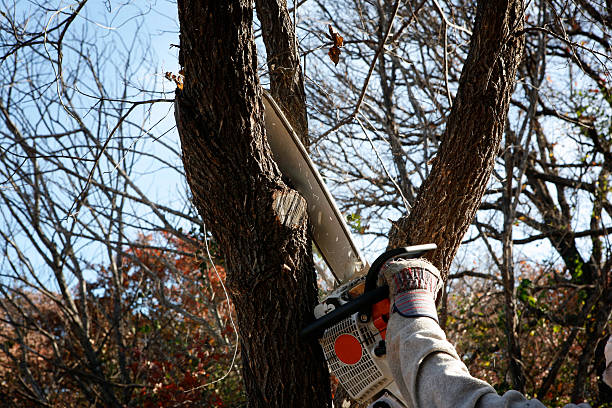 Best Weed Control  in Irondale, GA