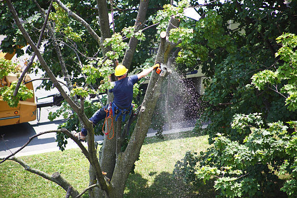 Best Tree Removal  in Irondale, GA