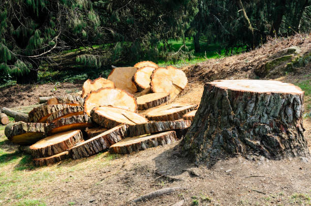 Best Storm Damage Tree Cleanup  in Irondale, GA